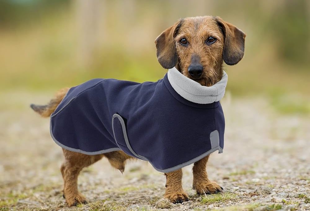 Dachshund Coats For Winter – Discover The Truth About Them